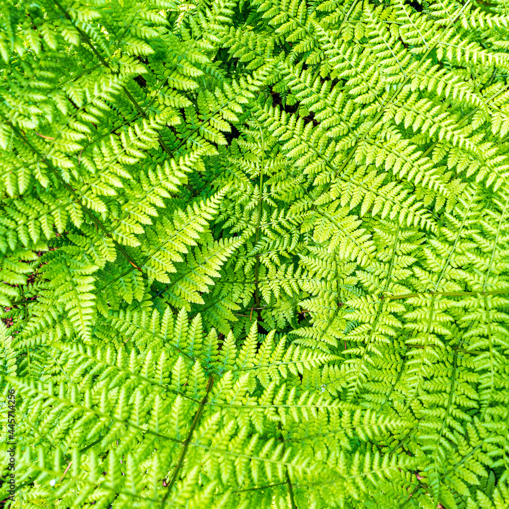 Fern Fern