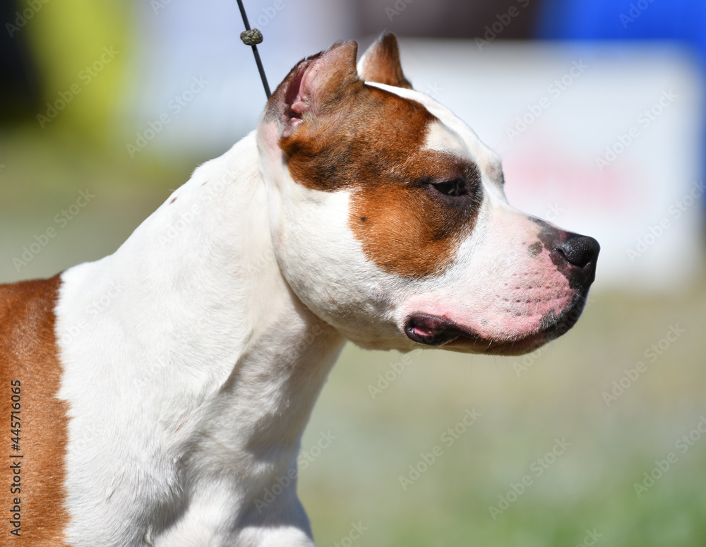 Pit bull dog in the summer during the day Pit bull dog in the summer during the day