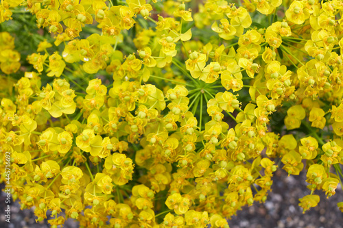 Euphorbia cyparissias