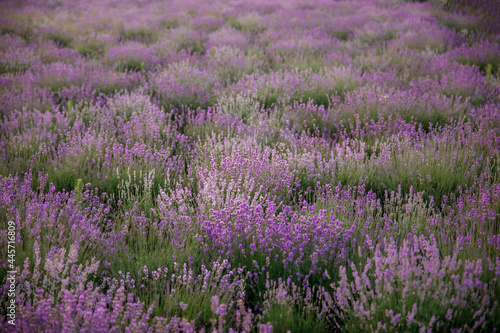 Beautiful violet lavender field 