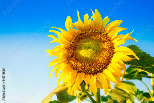 Beautiful sunflower flower on a background of blue sky at sunset