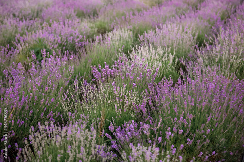 Beautiful violet lavender field 