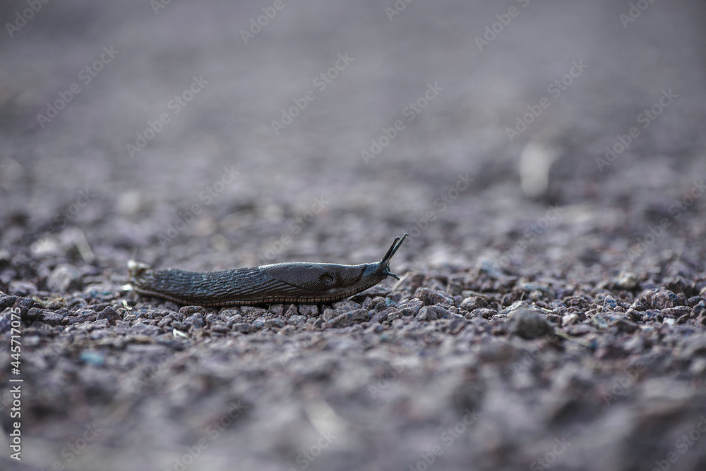 A large slug crawling around on the ground The slug is brown. A large slug crawling around on the ground The slug is brown.