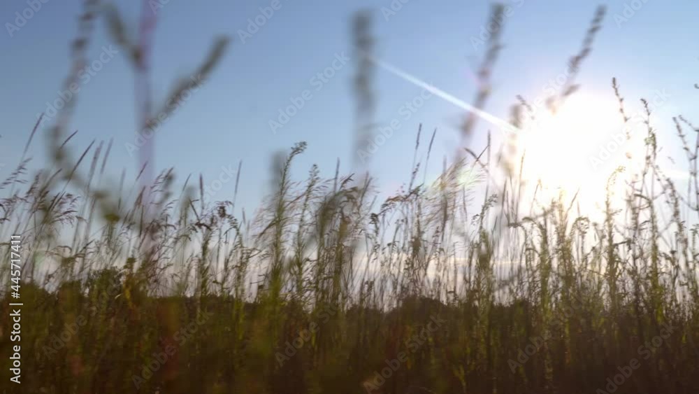The grass sways in the wind and sunlight. Wild grass sways in the wind in the natural sky. Grass blowing in the nature of an autumn field. Autumn in the grassy nature is a windy hot day. Golden sunset The grass sways in the wind and sunlight. Wild grass sways in the wind in the natural sky. Grass blowing in the nature of an autumn field. Autumn in the grassy nature is a windy hot day. Golden sunset