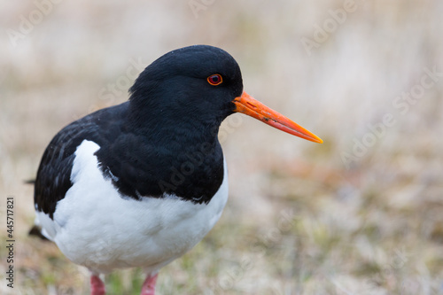 detailed portrait of oystercatcher bird (Haematopus ostralegus) in meadow