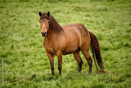 Single icelandic horse