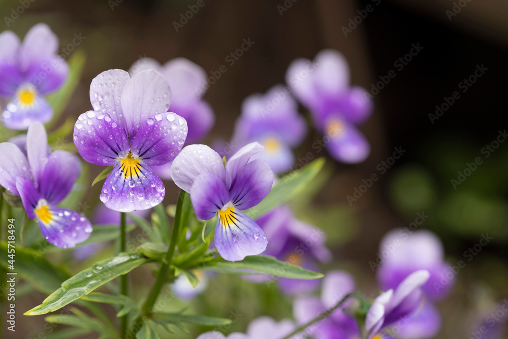 Round drops of water on violet petals close-up. Purple flowers in the garden after the rain. Round drops of water on violet petals close-up. Purple flowers in the garden after the rain.