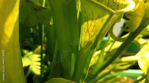 Shadow of a wasp struggling to escape from inside a yellow pitcher plant, also called Sarracenia flava