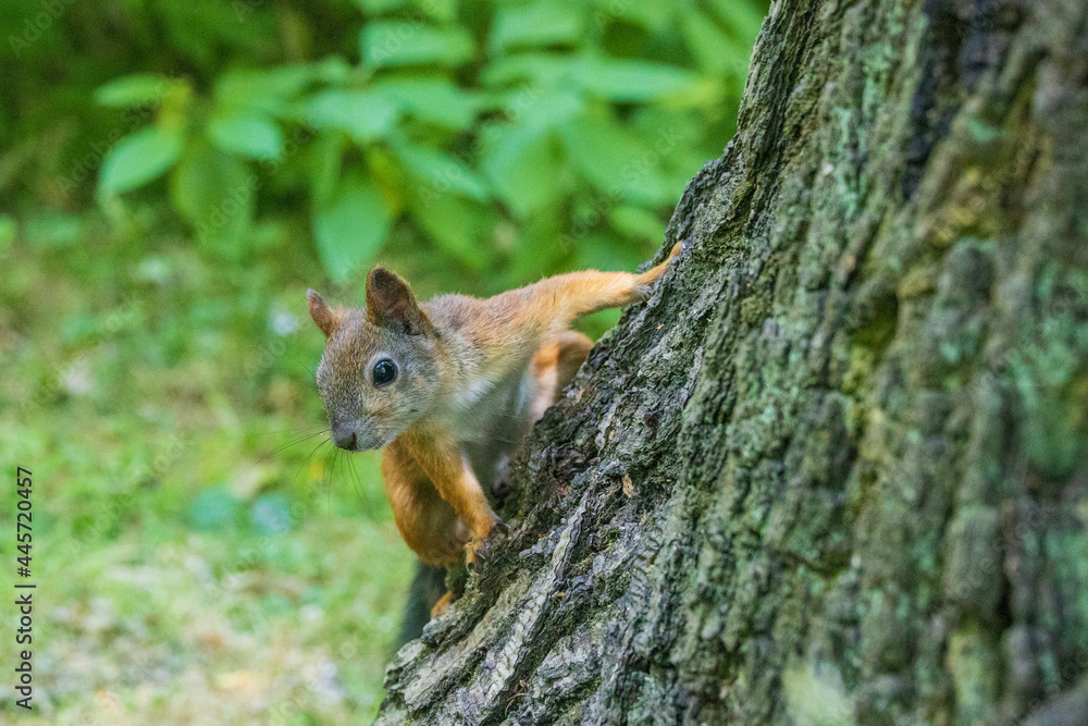 Squirrel in the summer in the Central Park in St. Petersburg Squirrel in the summer in the Central Park in St. Petersburg