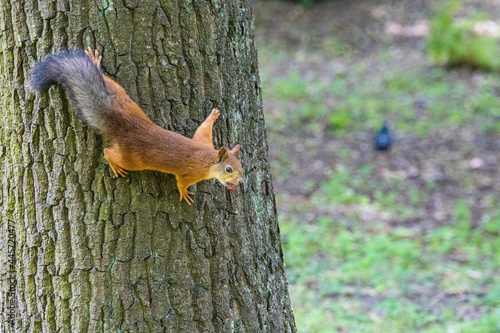 Squirrel in the summer in the Central Park in St. Petersburg