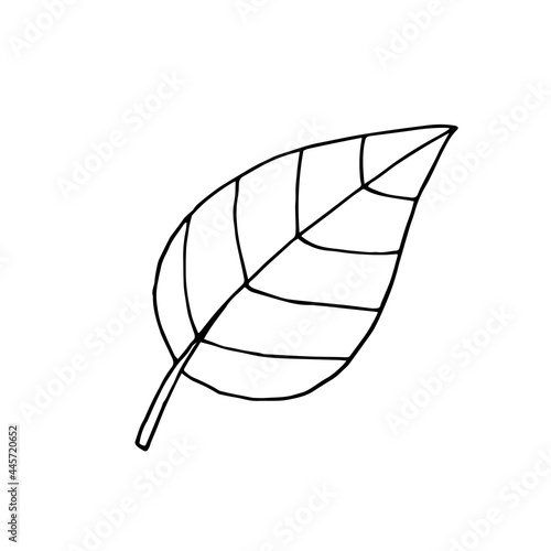 A leaf of a tree with a pattern. Plant. Vector. Doodle. Hand-drawn illustration. Silhouette. Black and white outline. Coloring.