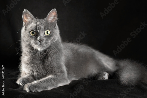 adult blue cat on a black background photo