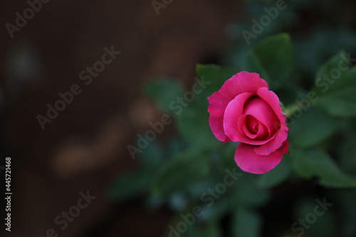Fototapeta Naklejka Na Ścianę i Meble -  pink rose in the garden
