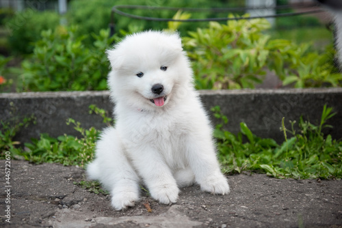 Funny Samoyed puppy in the summer garden on the road