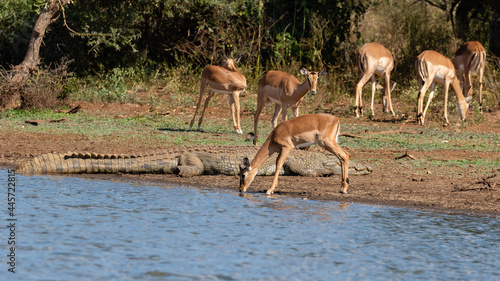 Impalas drinking water near a crocodile