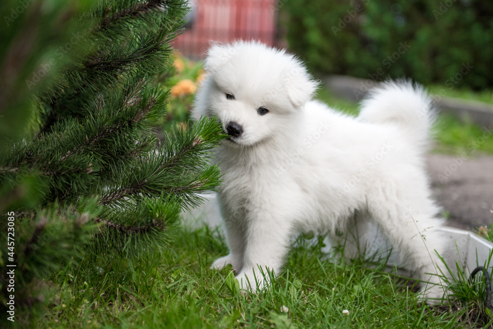 Funny Samoyed puppy gnaws a decorative fir tree