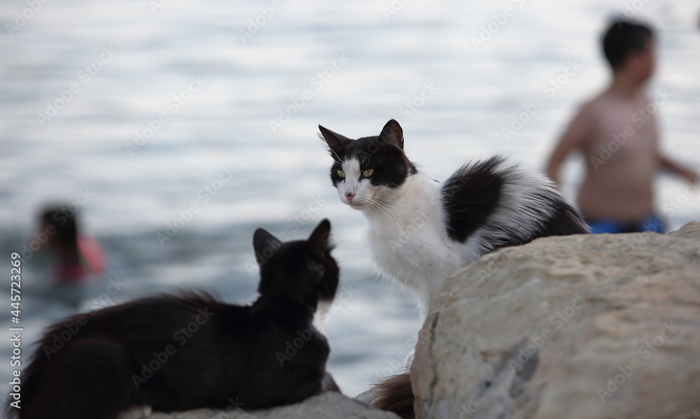 black and white cat on the beach, in background people in the sea in soft focus
