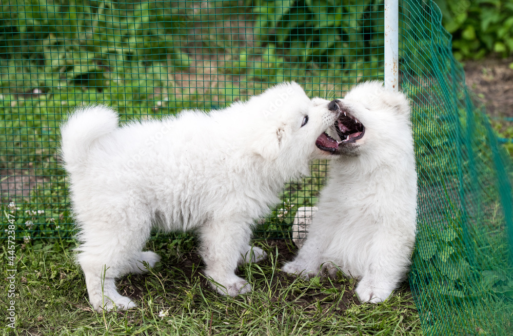 Two Funny fluffy white Samoyed puppies dogs are playing
