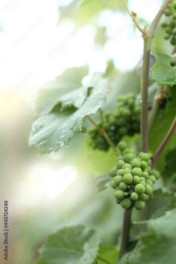 young green bunch of grapes ripens on the vine after the rain. summer in the vineyard young green bunch of grapes ripens on the vine after the rain. summer in the vineyard