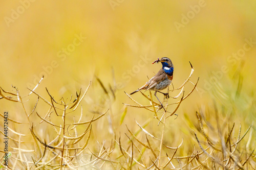 a bluethroat bird in a canola field photo