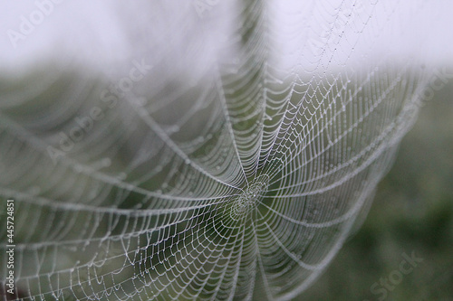 Spiderweb. Spiderweb with drop of dew