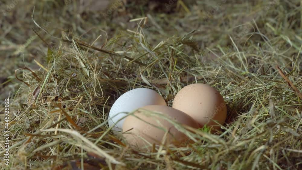 Rural life. chicken eggs in the nest close-up. Three chicken eggs are lying in a straw nest. Natural food. A farmer raises chickens. Manufacturing business. Rural life. chicken eggs in the nest close-up. Three chicken eggs are lying in a straw nest. Natural food. A farmer raises chickens. Manufacturing business.