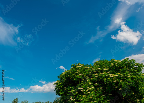 Blooming elderberry bush against the sky.