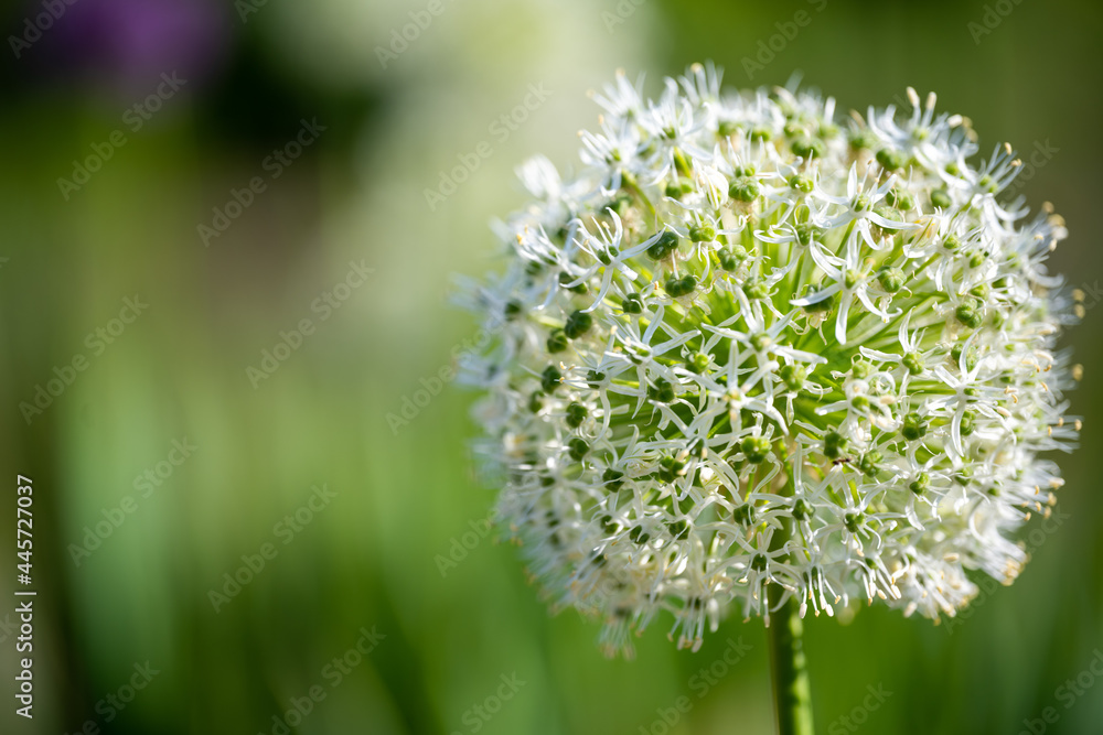 Allium nigrum, perennial onion from the Mediterranean region and Asia Minor. Allium nigrum, perennial onion from the Mediterranean region and Asia Minor.