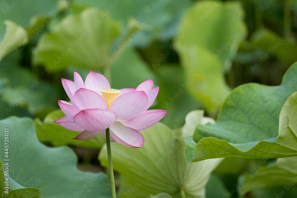 美しい蓮の花　7月