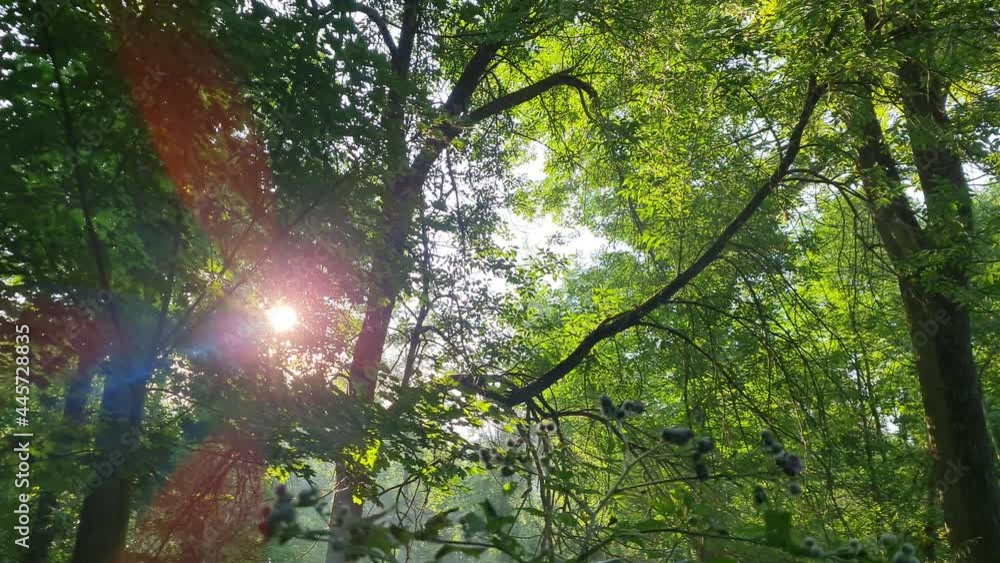 Beautiful sunlight in the forest.Beautiful summer morning in the forest. Sun rays break through the foliage of magnificent green tree. Beautiful sunlight in the forest.Beautiful summer morning in the forest. Sun rays break through the foliage of magnificent green tree.