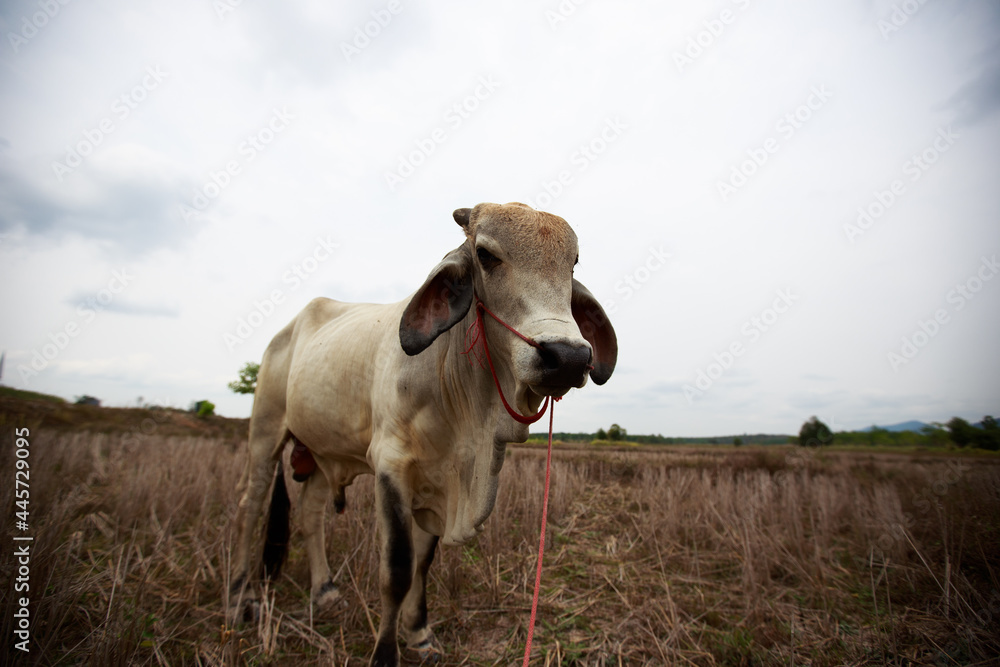 Obraz premium cow in the field