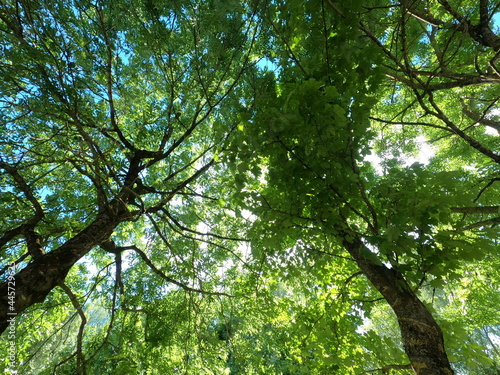 Wallpaper Mural The climate crisis and forest dieback hit the forests in Germany and Bavaria very hard, photographed in 2021 Torontodigital.ca