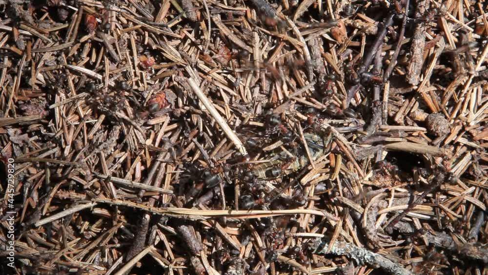 Forest anthill, ant colony in the wild, large ants close-up, Summer flower garden Forest anthill, ant colony in the wild, large ants close-up, Summer flower garden
