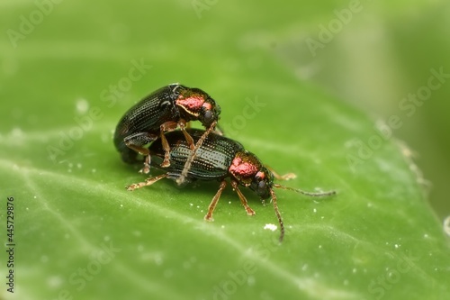 Beetle Crepidodera aurata as willow flea beetle male and female © Tomas