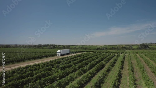 Aerial grape field. There is a truck for loading fruit on a dirt road. The drone flies around the truck. Rows of vines in the picturesque landscape of the vineyard.