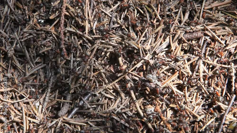 Forest anthill, a colony of ants in the wild, large ants close-up, Forest anthill, a colony of ants in the wild, large ants close-up,