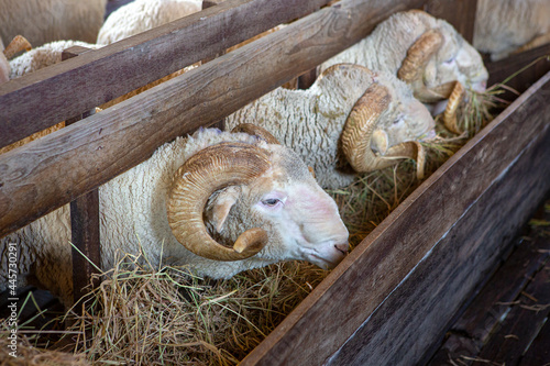 The best breed of sheep on the farm