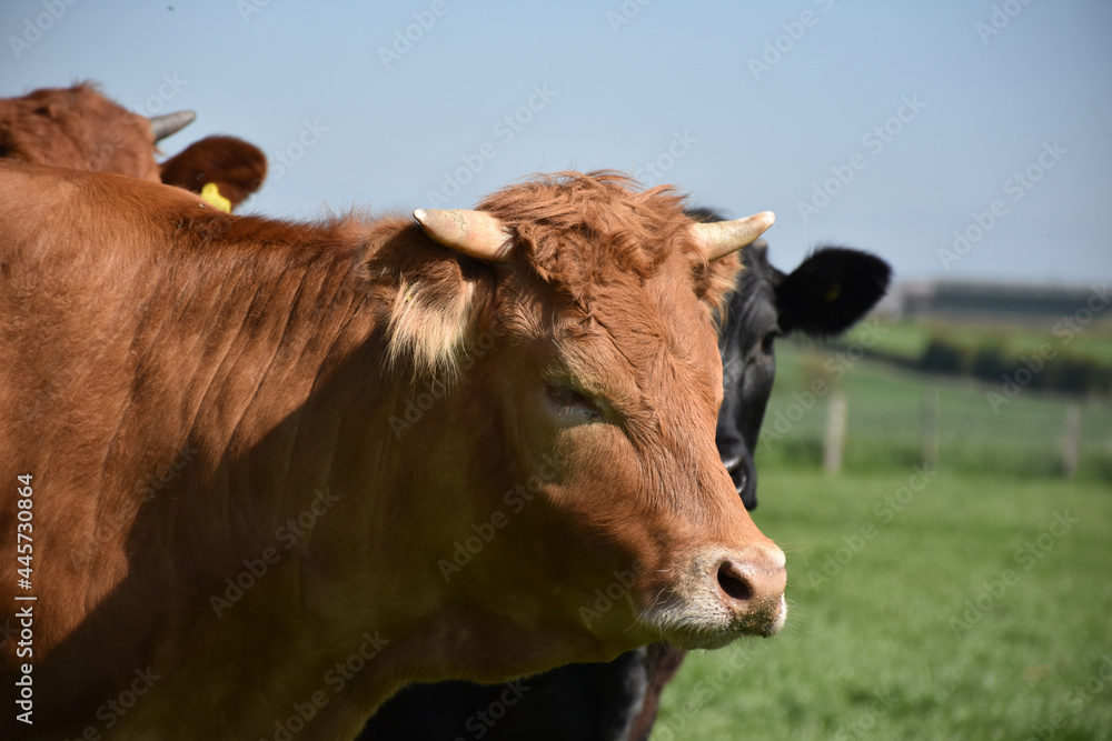 Large Tan Cow with Small Horns in England Large Tan Cow with Small Horns in England