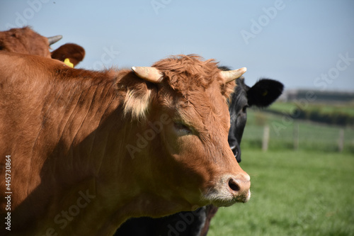 Large Tan Cow with Small Horns in England
