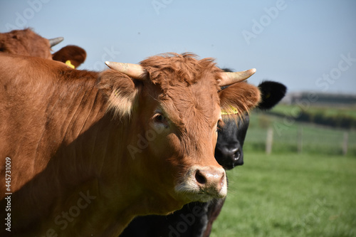 Looking Directly into the Face of a Beautiful Brown Cow