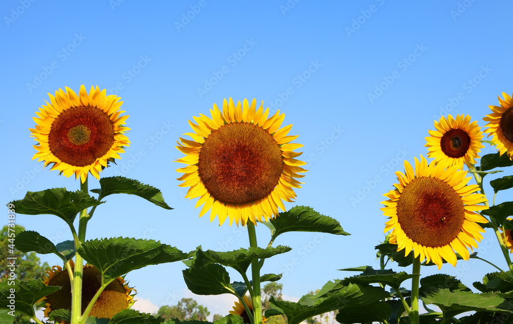 Yellow sunflower on a blue sky background. Agricultural field Yellow sunflower on a blue sky background. Agricultural field