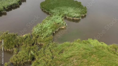 Top view of former fish ponds overgrown with rushes.These lagoons are used by birds such as herons and rushes during the breeding seanson. photo