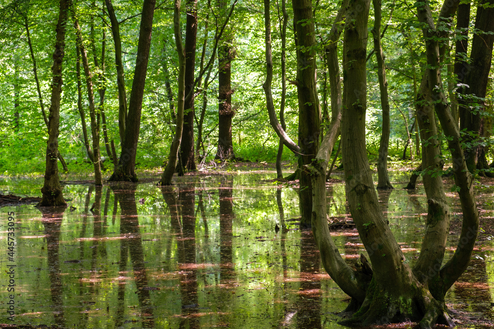 Obraz premium Märchenwald