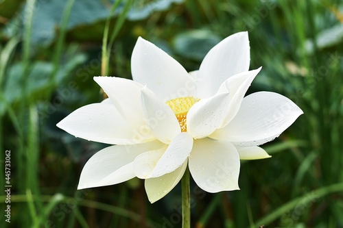 natural white lotus