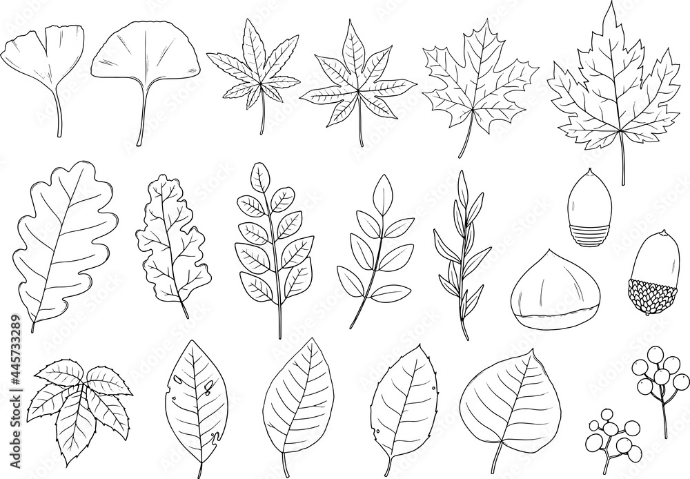 秋のリーフ・植物の線画セット　ベクター素材