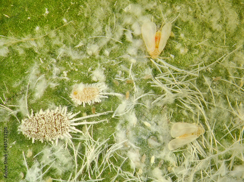 Citriculus mealybug, Pseudococcus cryptus (Homoptera: Pseudococcidae) and Citrus nesting whitefly, Paraleyrodes minei (Hemiptera: Aleyrodidae) on an orange leaf  photo