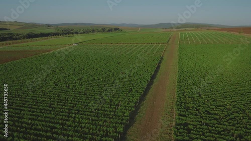 Aeria Epic from great height agricultural endless plantation green field many rows of planting fruit trees, grape. Wine harvest. Mass plant cultivation. Rural road passing through a field.