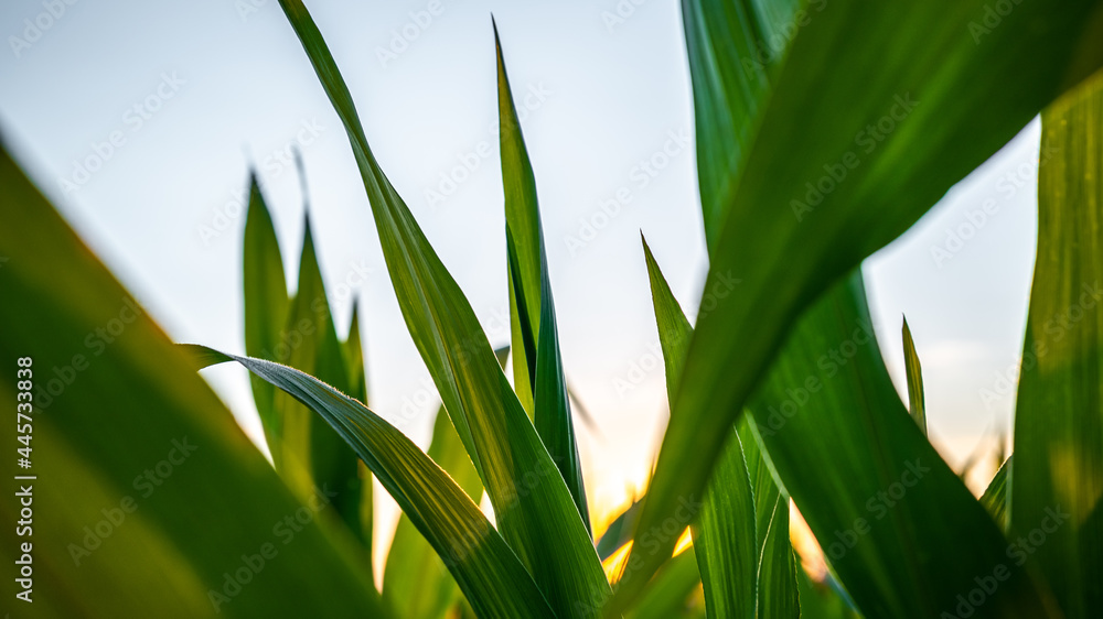 Green corn leaves at the sunset background Green corn leaves at the sunset background