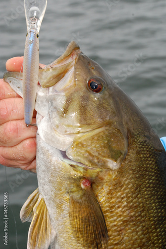 Smallmouth bass with deep-diving crank bait 