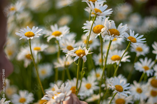 camomile flowers tea summer white yellow field